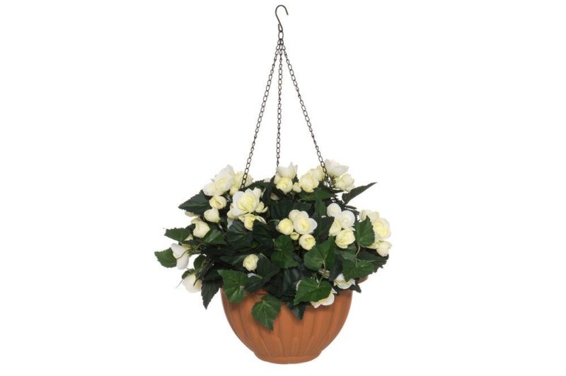 4LIVING BEGONIA AMPPELI VALKOINEN